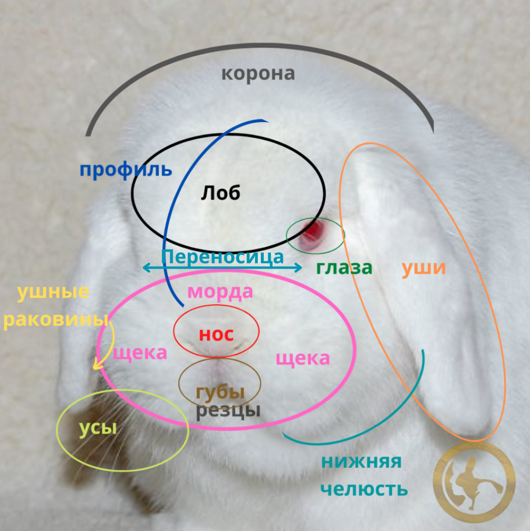 МИНИЛОП.ЧАСТЬ 1: ГОЛОВА