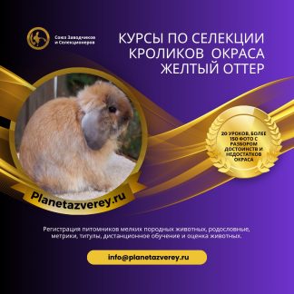 Окрас желтый оттер