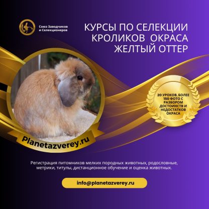 Окрас желтый оттер