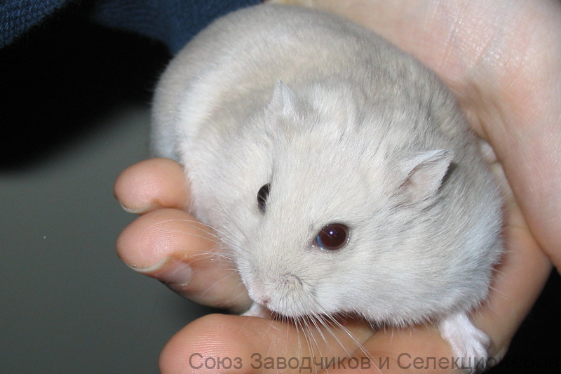 Генетика Джунгарских хомячков — изображение 2