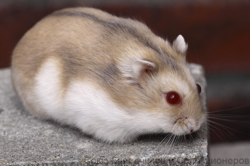 Генетика Джунгарских хомячков