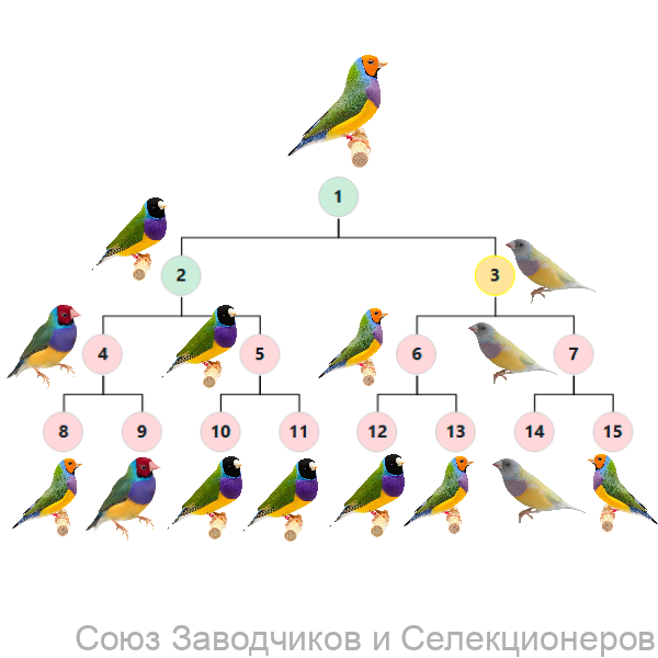 Генетика Амадин Гульда