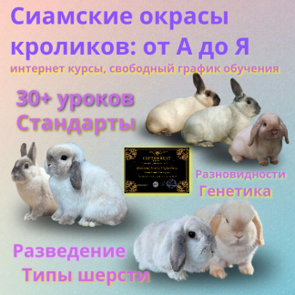 Сиамский окрас кроликов: от А до Я
